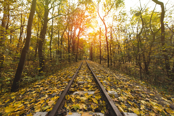 rautatie syksyllä metsä - Valokuva, kuva