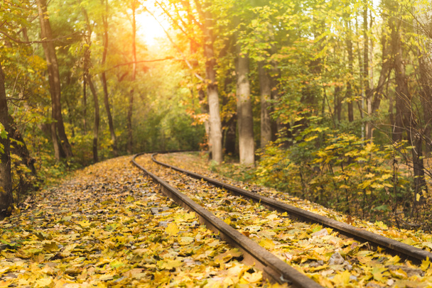 ferrocarril en el bosque de otoño - Foto, Imagen