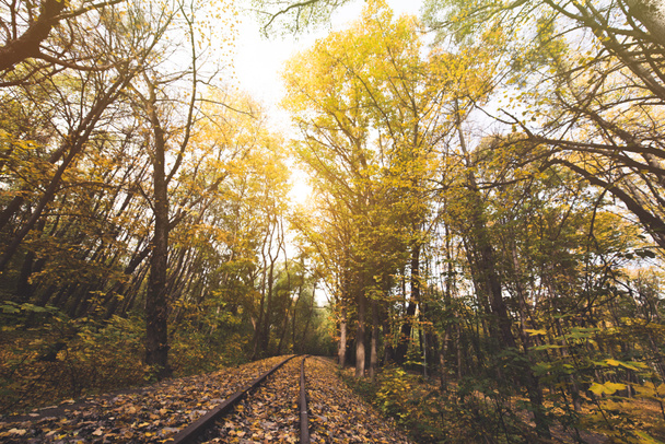 Vasút az őszi erdőben - Fotó, kép