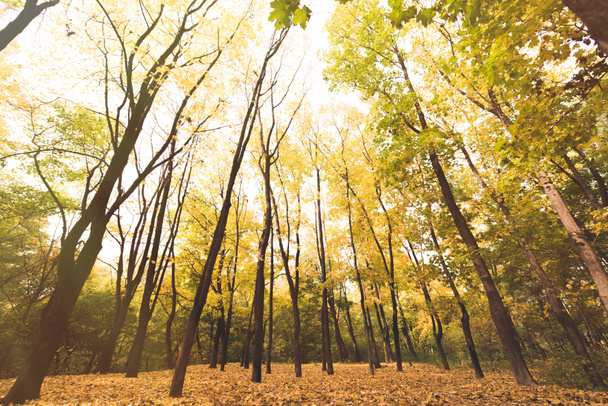 autumn forest on sunny day - 写真・画像