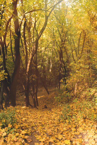 Krásný podzimní les - Fotografie, Obrázek