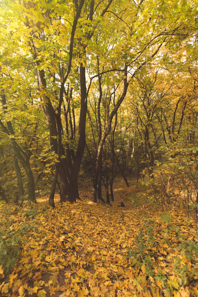 Belle forêt d'automne - Photo, image