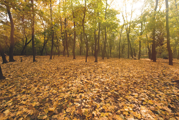 őszi erdő tele arany fák - Fotó, kép