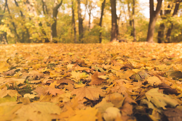 Hojas caídas en el parque de otoño - Foto, Imagen