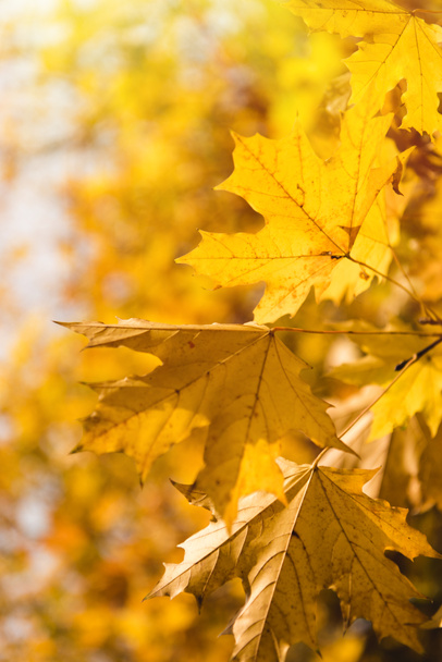 Желтые кленовые листья
 - Фото, изображение