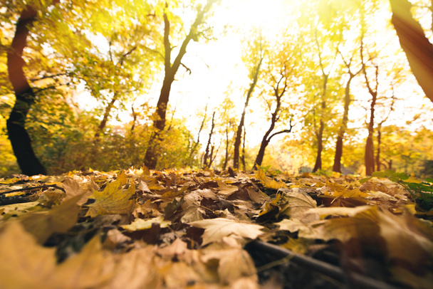 fallen leaves - Φωτογραφία, εικόνα