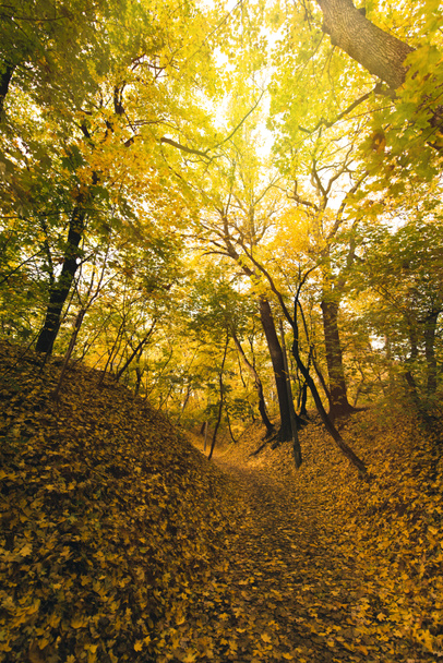 autumn forest covered with fallen leaves - Foto, imagen