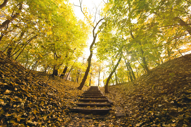 stairs in autumn park - Photo, Image