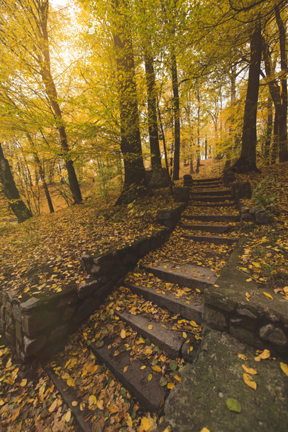 stairs at autumn park - Photo, Image