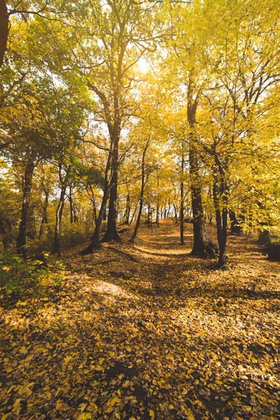 pathway in autumn park - Photo, Image