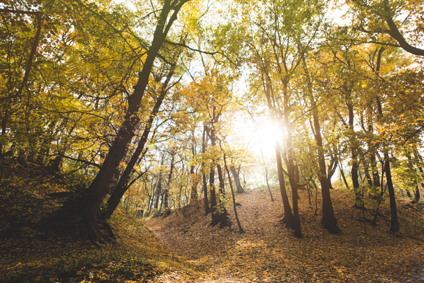 beautiful autumn forest - Zdjęcie, obraz