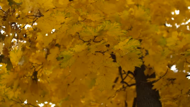 Φθινοπωρινά κίτρινα φύλλα που λικνίζονται στον άνεμο. Αργή κίνηση. - Πλάνα, βίντεο