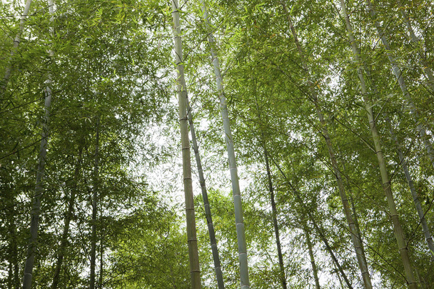 green bamboo forest - Fotografie, Obrázek