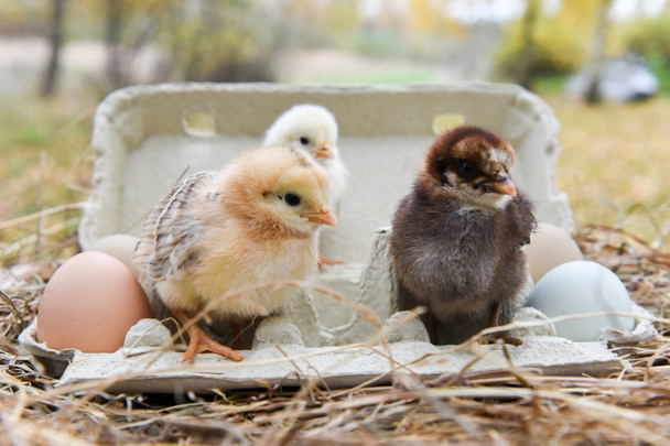 chicken in egg box - Photo, Image