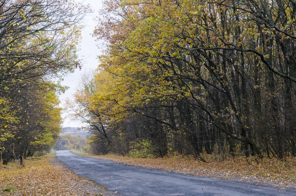 Estrada estreita na floresta de outono
 - Foto, Imagem