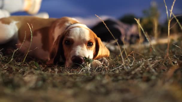 Malé beagle pes leží v trávě. - Záběry, video