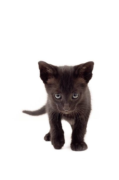 Крихітні чорні кошеня
.  - Фото, зображення