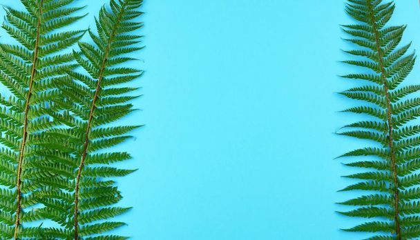 Green fern leaves on blue background. - Φωτογραφία, εικόνα