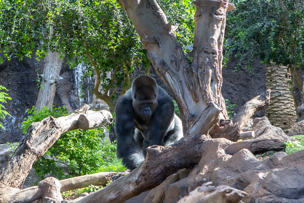 Hombre gorila de montaña
 - Foto, imagen