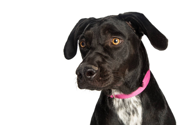 smíšené Labradorský retrívr černý pes - Fotografie, Obrázek