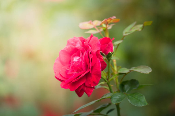 rózsák a kertben  - Fotó, kép