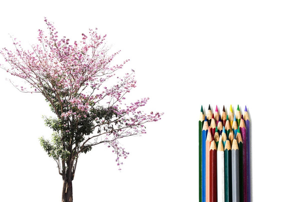 Konceptuální strom květ s barevné tužky izolované prostředí - Fotografie, Obrázek