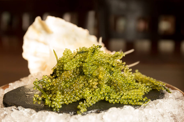Umi-budou Seaweed or Green Caviar Healthy sea food or sea grapes - Photo, Image