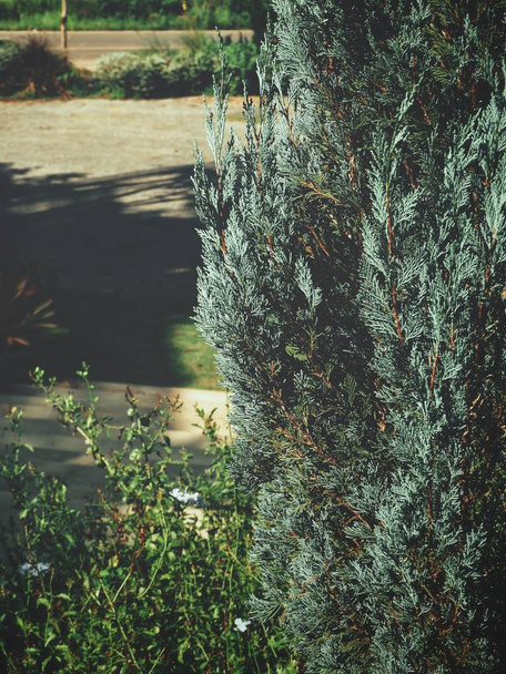 Vue rapprochée des branches de pins verts
 - Photo, image