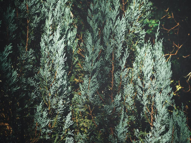 Близкий вид ветвей зеленой сосны
 - Фото, изображение