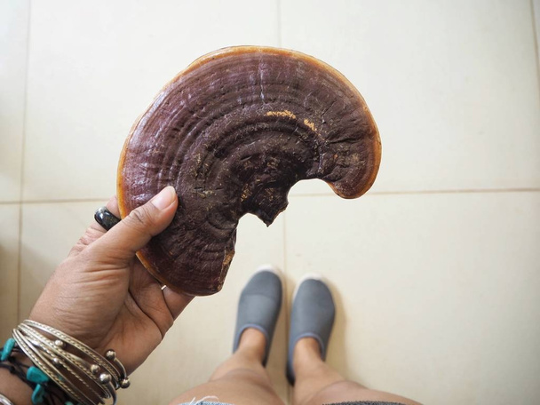 Селфи из линь жи гриб под рукой с обувью
 - Фото, изображение