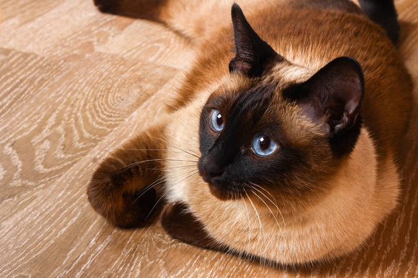 Siamés o gato tailandés se encuentra en el suelo. El gato está discapacitado. Tres patas, sin extremidad
. - Foto, Imagen