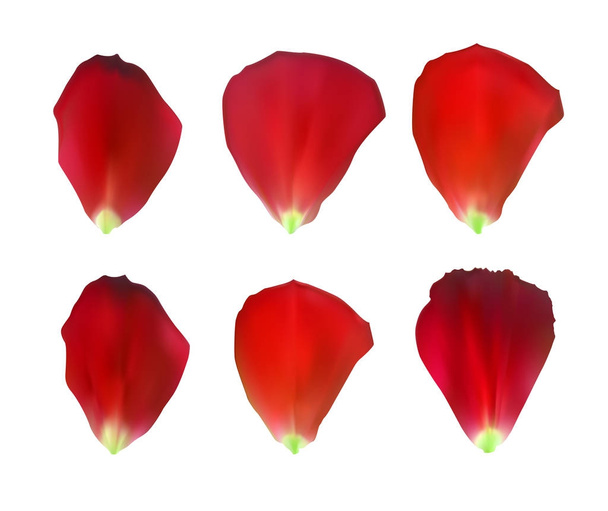 Set naturalistische Rose bloemblaadjes. Vectorillustratie. - Vector, afbeelding