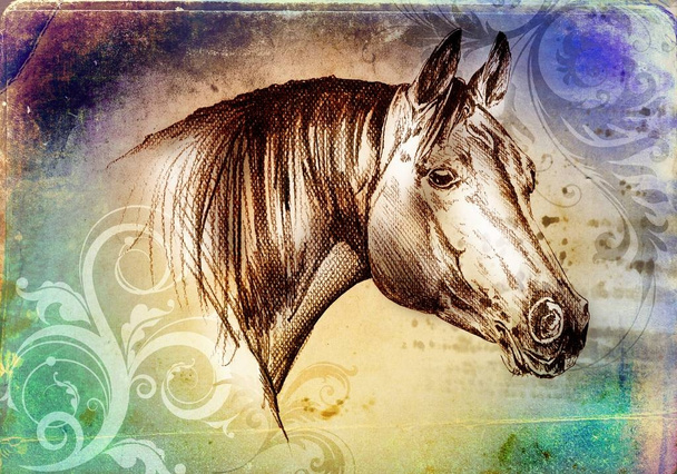 szabadkézi ló feje ceruza rajz - Fotó, kép