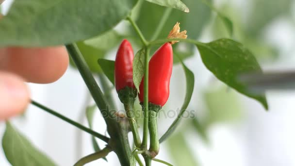 Plukken van de red hot chili peppers in thome voorwaarden - Video