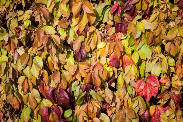 барвисте заднє зображення опалого осіннього листя ідеально підходить для сезонного використання
 - Фото, зображення