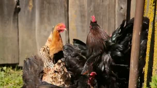 Volného chovu kuřat toulat loděnice na farmě - Záběry, video
