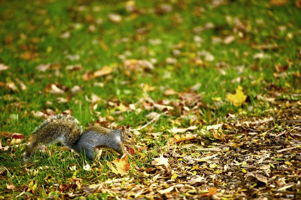 Squirrel - Photo, image
