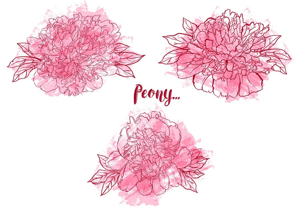 Illustrazione di fiori di peonia disegnati a mano
. - Foto, immagini