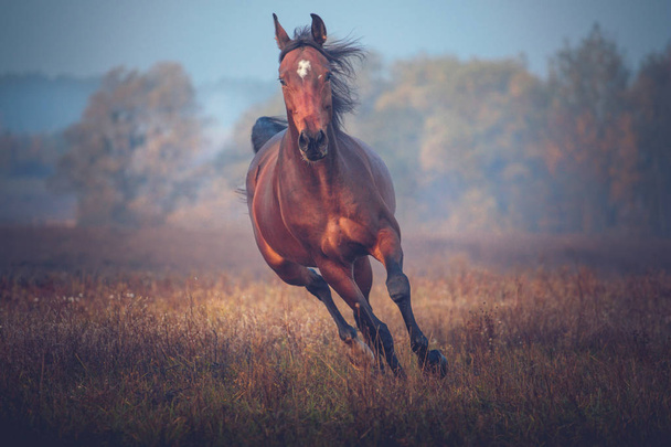 Bay horse galloping on the trees background in autumn - Photo, Image