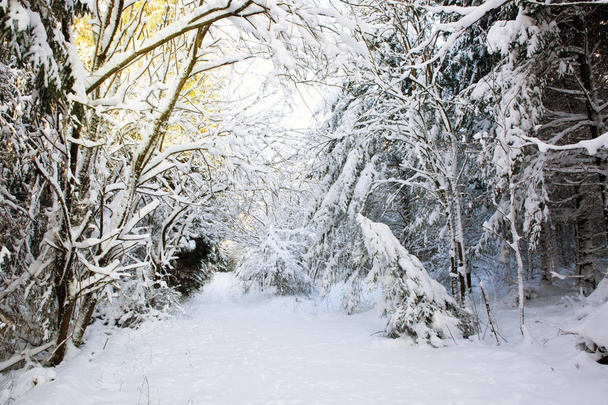 Weihnachten Hintergrund mit Winterbäumen . - Foto, Bild