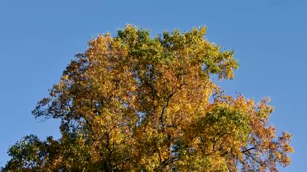 Árbol de otoño soplando en el viento frente al cielo azul
 - Imágenes, Vídeo