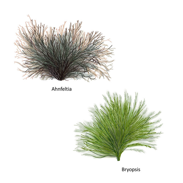 Ilustración vectorial dibujada a mano de coloridas malezas marinas: Ahnfeltia y Bryopsis, género de algas rojas y verdes. Conjunto aislado sobre fondo blanco
 - Vector, Imagen