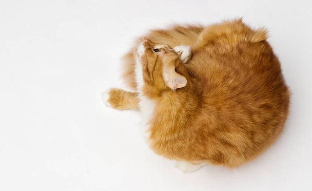 cat itches from fleas - Valokuva, kuva
