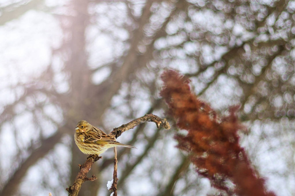 одинокая птица в зимний холодный день с солнечной горячей точкой
 - Фото, изображение