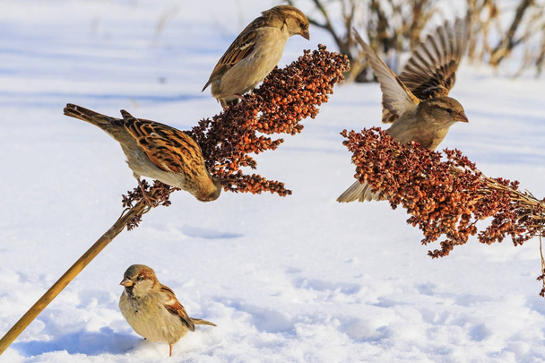 τα σπουργίτια μια χιονισμένη ηλιόλουστη μέρα τρώνε τους σπόρους - Φωτογραφία, εικόνα