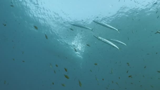 Barracudas grup altında kauçuk tekne yüzer - Video, Çekim