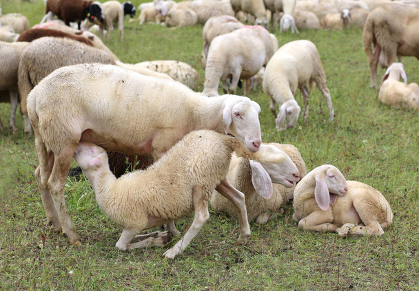 白い羊の群れの中の彼女の羊の餌の母羊 - 写真・画像