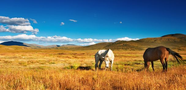 馬の放牧 - 写真・画像