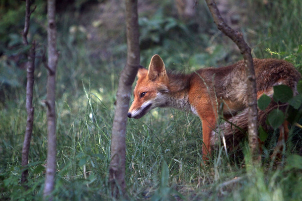 volpe rossa nelle Alpi natura
 - Foto, immagini