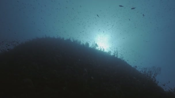 Reef στην Μεσόγειο θάλασσα - Πλάνα, βίντεο